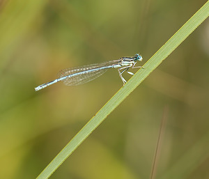 Platycnemis pennipes (Platycnemididae)  - Agrion à larges pattes, Pennipatte bleuâtre - White-legged Damselfly, Blue featherleg Marne [France] 31/08/2008 - 110m