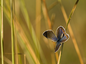 Plebejus argyrognomon (Lycaenidae)  - Azuré des Coronilles, Azuré porte-arceaux, Argus fléché Marne [France] 30/08/2008 - 210m