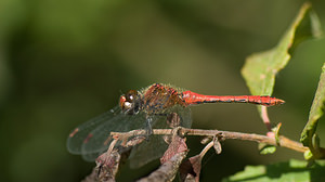 Sympetrum sanguineum (Libellulidae)  - Sympétrum sanguin, Sympétrum rouge sang - Ruddy Darter Marne [France] 30/08/2008 - 270m