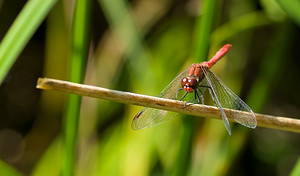 Sympetrum sanguineum (Libellulidae)  - Sympétrum sanguin, Sympétrum rouge sang - Ruddy Darter Marne [France] 30/08/2008 - 270m