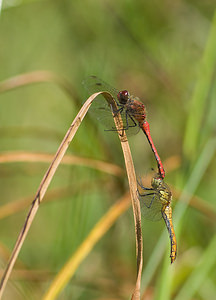 Sympetrum sanguineum (Libellulidae)  - Sympétrum sanguin, Sympétrum rouge sang - Ruddy Darter Marne [France] 30/08/2008 - 270m