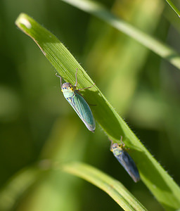 Cicadella viridis (Cicadellidae)  - Cicadelle verte - Green leafhopper Marne [France] 27/09/2008 - 170m