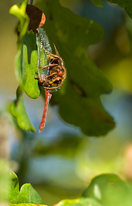 Vespa crabro (Vespidae)  - Frelon d'Europe, Frelon, Guichard - European Hornet Nord [France] 20/09/2008 - 30mapr?s l'avoir captur? en plein vol et tu? au sol ce frelon finit de d?couper un symptrum dans un ch?ne