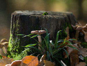 Armillaria mellea (Tricholomataceae)  - Armillaire couleur de miel, Armillaire des feuillus - Honey Fungus Nord [France] 18/10/2008 - 30m