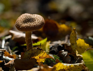 Armillaria mellea (Tricholomataceae)  - Armillaire couleur de miel, Armillaire des feuillus - Honey Fungus Nord [France] 18/10/2008 - 30m