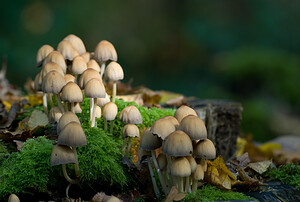 Coprinellus micaceus (Psathyrellaceae)  - Coprin micacé Nord [France] 18/10/2008 - 20m