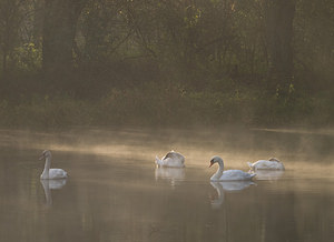 Cygnus olor (Anatidae)  - Cygne tuberculé - Mute Swan Nord [France] 18/10/2008 - 20m