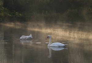 Cygnus olor (Anatidae)  - Cygne tuberculé - Mute Swan Nord [France] 18/10/2008 - 20m