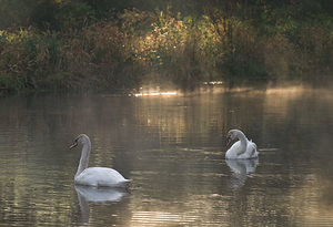 Cygnus olor (Anatidae)  - Cygne tuberculé - Mute Swan Nord [France] 18/10/2008 - 20m