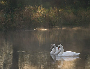 Cygnus olor (Anatidae)  - Cygne tuberculé - Mute Swan Nord [France] 18/10/2008 - 20m