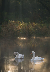 Cygnus olor (Anatidae)  - Cygne tuberculé - Mute Swan Nord [France] 18/10/2008 - 20m