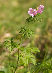 Malva moschata (Malvaceae)  - Mauve musquée - Musk-mallow Nord [France] 11/10/2008 - 30m