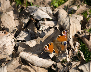 Aglais io (Nymphalidae)  - Paon-du-jour, Paon de jour, Oeil -de-Paon-du-Jour, Paon, Oeil-de-Paon - Peacock Pas-de-Calais [France] 28/02/2009 - 70mun survivant de l'ann?e pr?c?dente?