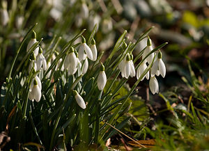 Galanthus nivalis (Amaryllidaceae)  - Perce-neige - Snowdrop Nord [France] 14/02/2009 - 40m