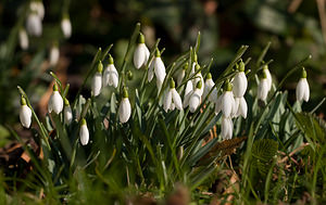 Galanthus nivalis (Amaryllidaceae)  - Perce-neige - Snowdrop Nord [France] 14/02/2009 - 40m