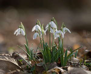 Galanthus nivalis (Amaryllidaceae)  - Perce-neige - Snowdrop Nord [France] 28/02/2009 - 60m