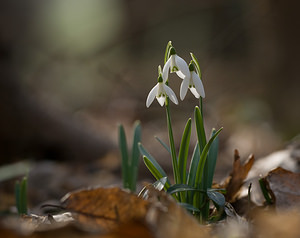 Galanthus nivalis Perce-neige Snowdrop