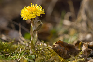 Tussilago farfara (Asteraceae)  - Tussilage pas-d'âne, Tussilage, Pas-d'âne, Herbe de Saint-Quirin - Colt's-foot Pas-de-Calais [France] 28/02/2009 - 50m