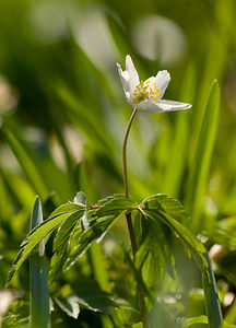 Anemone nemorosa (Ranunculaceae)  - Anémone des bois, Anémone sylvie - Wood Anemone Pas-de-Calais [France] 21/03/2009 - 160m