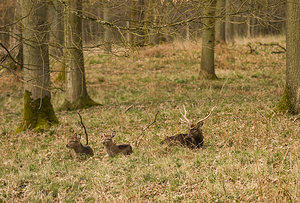 Cervus nippon (Cervidae)  - Cerf sika - Sika Deer Pas-de-Calais [France] 22/03/2009 - 110m