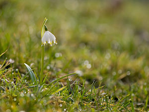 Leucojum vernum (Amaryllidaceae)  - Nivéole de printemps, Nivéole printanière - Spring Snowflake  [France] 14/03/2009 - 160m