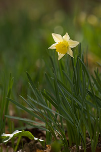 Narcissus pseudonarcissus (Amaryllidaceae)  - Narcisse faux narcisse, Jonquille des bois, Jonquille, Narcisse trompette Pas-de-Calais [France] 15/03/2009 - 100m