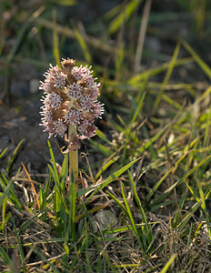 Petasites hybridus (Asteraceae)  - Pétasite hybride, Herbe aux chapeaux, Pétasite officinal, Herbe aux teigneux, Herbe à la peste - Butterbur [plant] Nord [France] 21/03/2009 - 30m