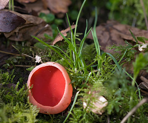 Sarcoscypha coccinea (Sarcoscyphaceae)  - Pézize écarlate - Scarlet Elfcup Pas-de-Calais [France] 07/03/2009 - 120m