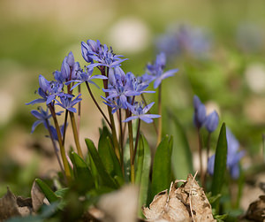 Scilla bifolia (Asparagaceae)  - Scille à deux feuilles, Étoile bleue - Alpine Squill Nord [France] 22/03/2009 - 70m