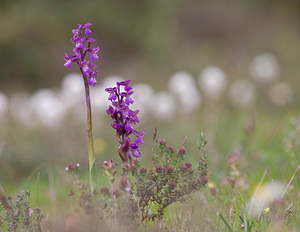 Anacamptis morio (Orchidaceae)  - Anacamptide bouffon, Orchis bouffon Aude [France] 25/04/2009 - 270m