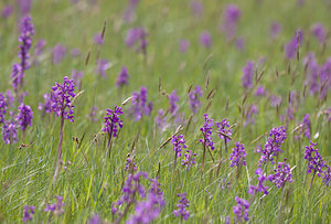 Anacamptis morio (Orchidaceae)  - Anacamptide bouffon, Orchis bouffon Aude [France] 25/04/2009 - 380m