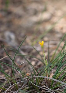 Calendula arvensis (Asteraceae)  - Souci des champs, Gauchefer - Field Marigold Aude [France] 21/04/2009 - 20m