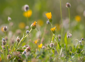 Calendula arvensis (Asteraceae)  - Souci des champs, Gauchefer - Field Marigold Pyrenees-Orientales [France] 22/04/2009