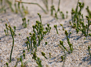 Ephedra distachya (Ephedraceae)  - Éphèdre à deux épis, Éphèdre à chatons opposés, Éphèdre de Suisse, Raisin-de-mer Pyrenees-Orientales [France] 22/04/2009