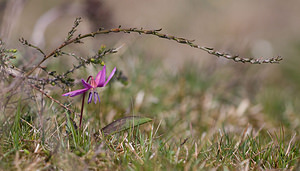 Erythronium dens-canis (Liliaceae)  - Érythrone dent-de-chien, Érythronium dent-de-chien, Dent-de-chien - Dog's-tooth-violet Cantal [France] 30/04/2009 - 1180m