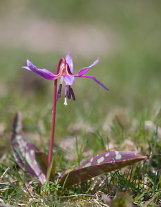 Erythronium dens-canis (Liliaceae)  - Érythrone dent-de-chien, Érythronium dent-de-chien, Dent-de-chien - Dog's-tooth-violet Cantal [France] 30/04/2009 - 1200m