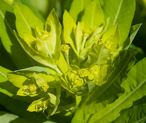 Euphorbia hyberna (Euphorbiaceae)  - Euphorbe d'Irlande - Irish Spurge  [France] 24/04/2009 - 960m