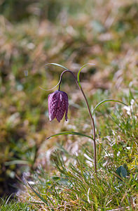 Fritillaria meleagris (Liliaceae)  - Fritillaire pintade, Fritillaire à damiers - Fritillary Cantal [France] 30/04/2009 - 1180m