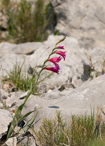 Gladiolus gallaecicus (Iridaceae)  - Glaïeul de Galice Pyrenees-Orientales [France] 22/04/2009 - 230m