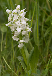 Neotinea lactea (Orchidaceae)  - Néotinée lactée, Orchis laiteux, Orchis lacté Aude [France] 25/04/2009 - 390m