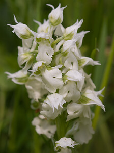 Neotinea lactea (Orchidaceae)  - Néotinée lactée, Orchis laiteux, Orchis lacté Aude [France] 25/04/2009 - 390m