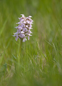 Neotinea lactea (Orchidaceae)  - Néotinée lactée, Orchis laiteux, Orchis lacté Aude [France] 25/04/2009 - 380m