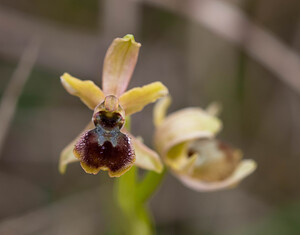 Ophrys araneola sensu auct. plur. (Orchidaceae)  - Ophrys litigieux Pas-de-Calais [France] 13/04/2009 - 170m