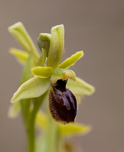 Ophrys araneola sensu auct. plur. (Orchidaceae)  - Ophrys litigieux Pas-de-Calais [France] 13/04/2009 - 170m