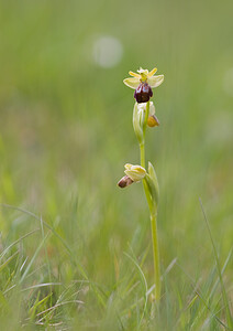 Ophrys aranifera x Ophrys fusca (Orchidaceae)  - Hybride entre lOphrys araignée et lOphrys brunOphrys fusca x Ophrys sphegodes. Aude [France] 27/04/2009 - 310m