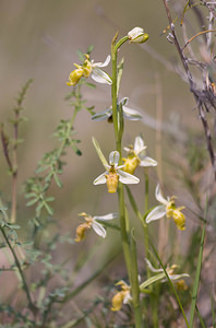 Ophrys scolopax (Orchidaceae)  - Ophrys bécasse Pyrenees-Orientales [France] 22/04/2009 - 30m