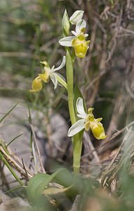 Ophrys scolopax (Orchidaceae)  - Ophrys bécasse Pyrenees-Orientales [France] 22/04/2009 - 30m