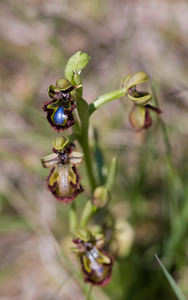 Ophrys speculum (Orchidaceae)  - Ophrys miroir, Ophrys cilié Aude [France] 23/04/2009 - 610m