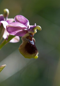 Ophrys tenthredinifera (Orchidaceae)  - Ophrys tenthrède Pyrenees-Orientales [France] 23/04/2009 - 240m