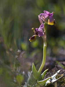 Ophrys tenthredinifera (Orchidaceae)  - Ophrys tenthrède Pyrenees-Orientales [France] 23/04/2009 - 240m